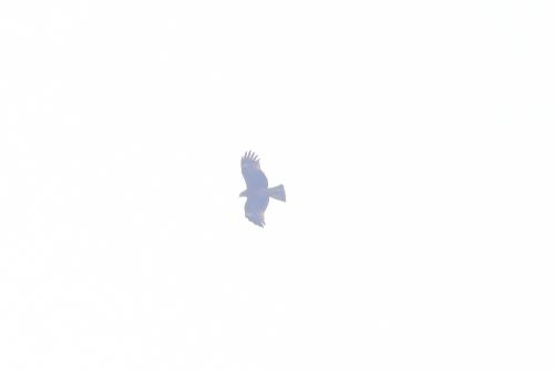 黑鳶