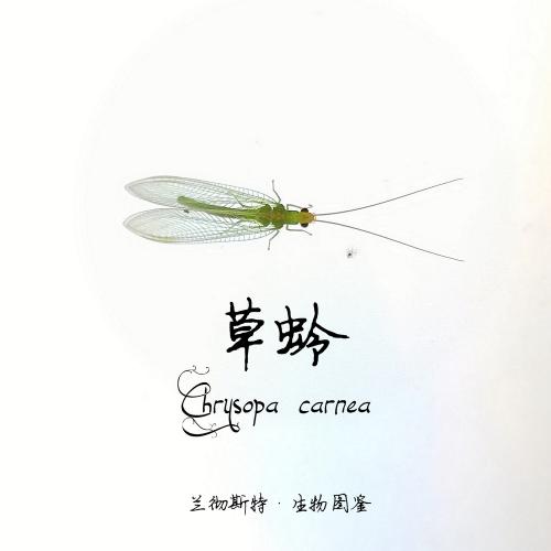 Chrysopa 草蛉 Chrysopa 草蛉
