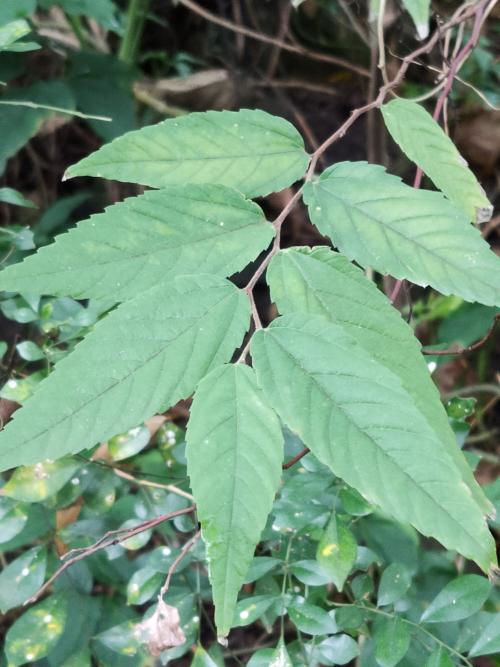 糙葉樹