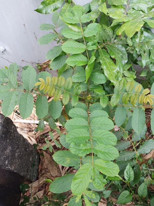 火焰樹