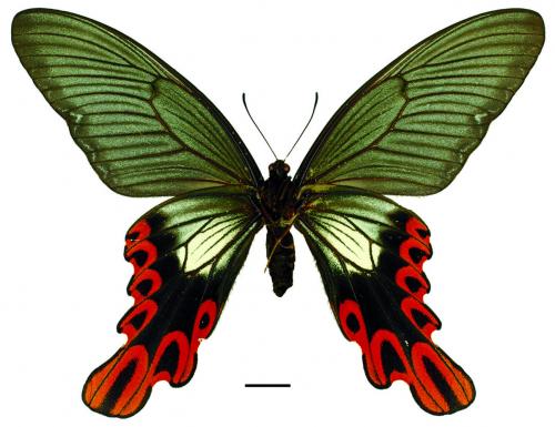 Papilio maraho Shiraki & Sonan, 1934 臺灣寬尾鳳蝶 Papilio maraho Shiraki & Sonan, 1934 臺灣寬尾鳳蝶