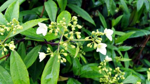 華八仙(華南分布) 華八仙(華南分布)