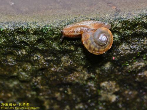 郇和島蝸牛(斯文豪氏島蝸牛) 郇和島蝸牛(斯文豪氏島蝸牛)