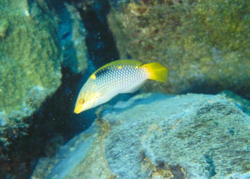 Halichoeres hortulanus@fishdb-media-6367
