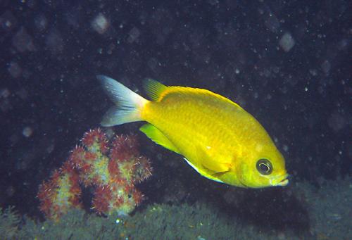 Chromis analis@fishdb-media-6980