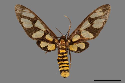 Amata lucerna[黑腹帶鹿子蛾][00067519]