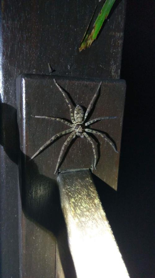 白額高腳蛛