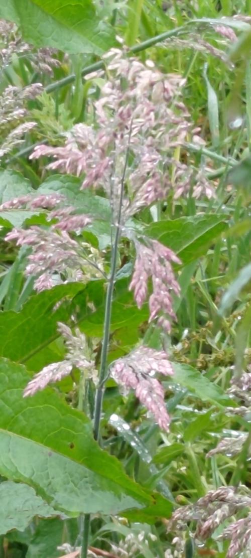 絨毛草