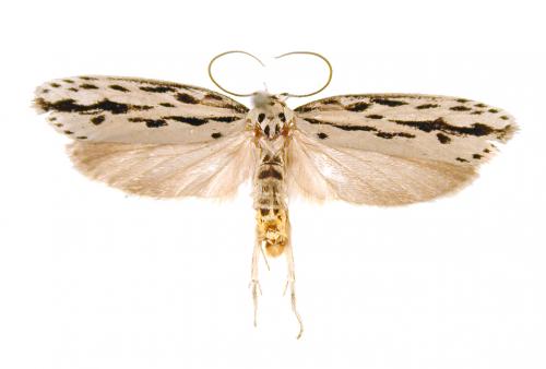 Ethmia maculata 圓斑篩蛾 Ethmia maculata 圓斑篩蛾