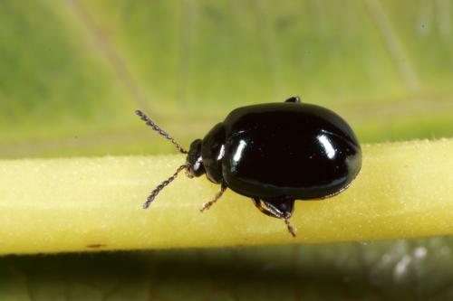 雙斑圓葉蚤_曹美華_20110409127_宜蘭縣大同鄉_成蟲