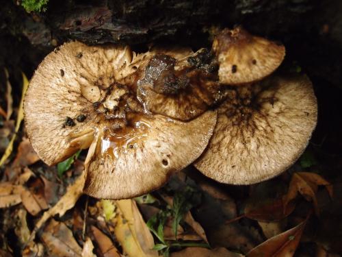 Pluteus umbrosus(皺蓋光柄菇)