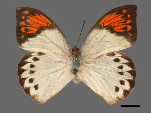 Hebomoia glaucippe formosana[端紅蝶][00014282]
