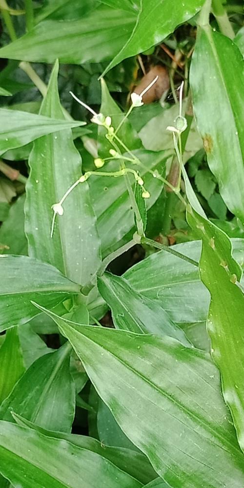 毛果竹葉菜