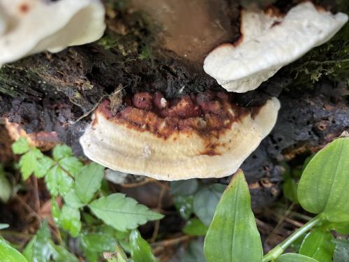 粗硬春孔菌 粗硬春孔菌