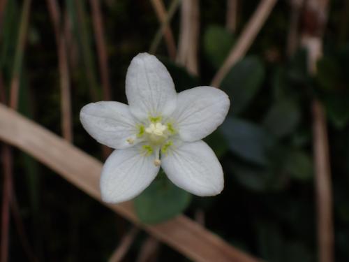 梅花草