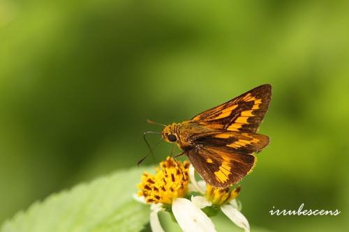 H28-1 寬邊橙斑弄蝶