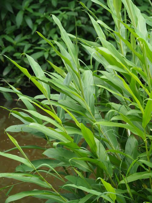 野薑花 野薑花