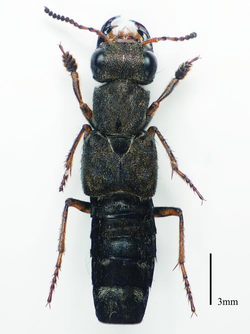 Ontholestes_oculatus Ontholestes_oculatus