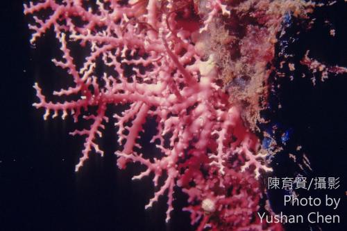 美麗柱星珊瑚 陳育賢攝於蘭嶼