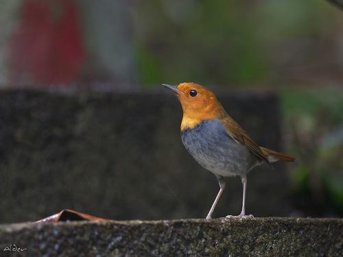 20091124_404601_Japanese_Robin_9625.jpg