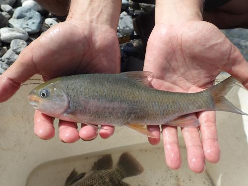 高身白甲魚 高身白甲魚