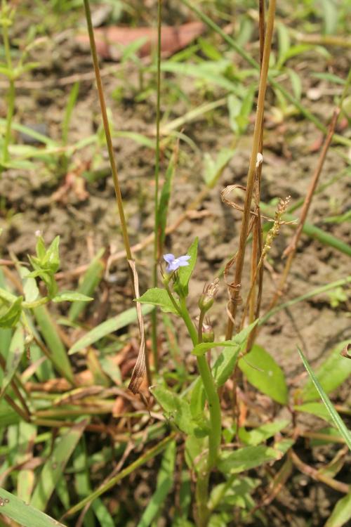 短柄半邊蓮-Campanulaceae桔梗科-山梗菜屬-Lobelia alsinoides subsp. hancei-20080819台北雙溪鄉-雙子葉-IMG_9386