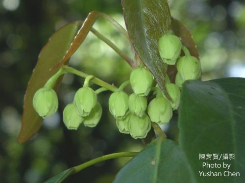 薯豆