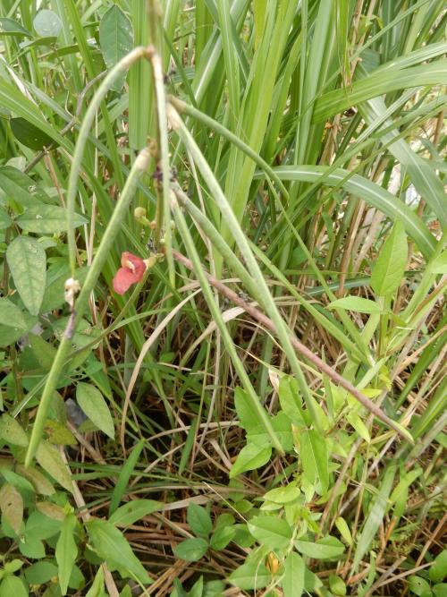 大翼豆 (長序菜豆) 大翼豆 (長序菜豆)