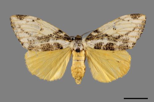 Locharna strigipennis[00092855]