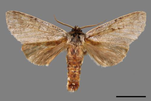 Mesophalera sigmata[下黑舟蛾][00038810]