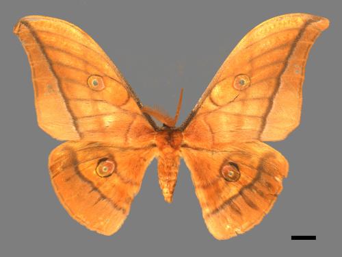 Antheraea yamamai superba[大透目天蠶蛾][00016121]