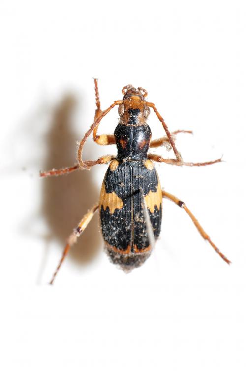 Pheropsophus sp.@陽明山_1 Pheropsophus sp.@陽明山_1