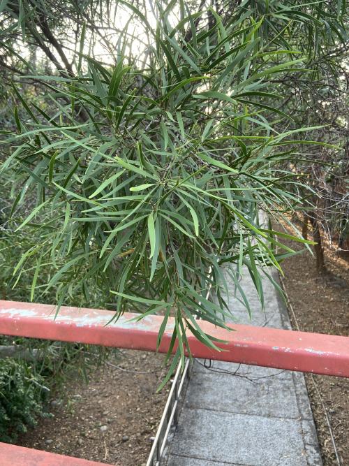 台灣相思