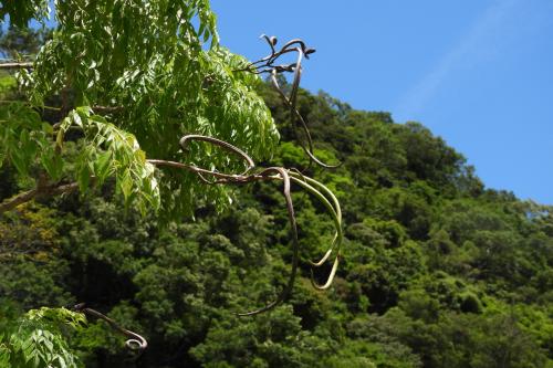山菜豆 山菜豆
