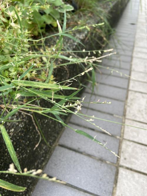 芒稷 (光頭稗)