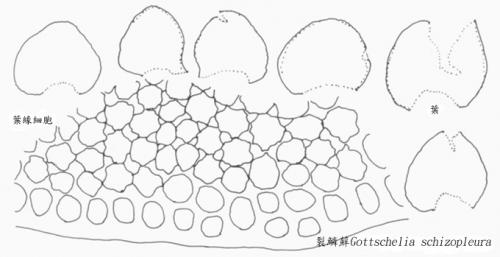 裂鱗蘚