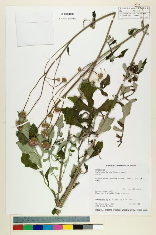 HAST 00019603