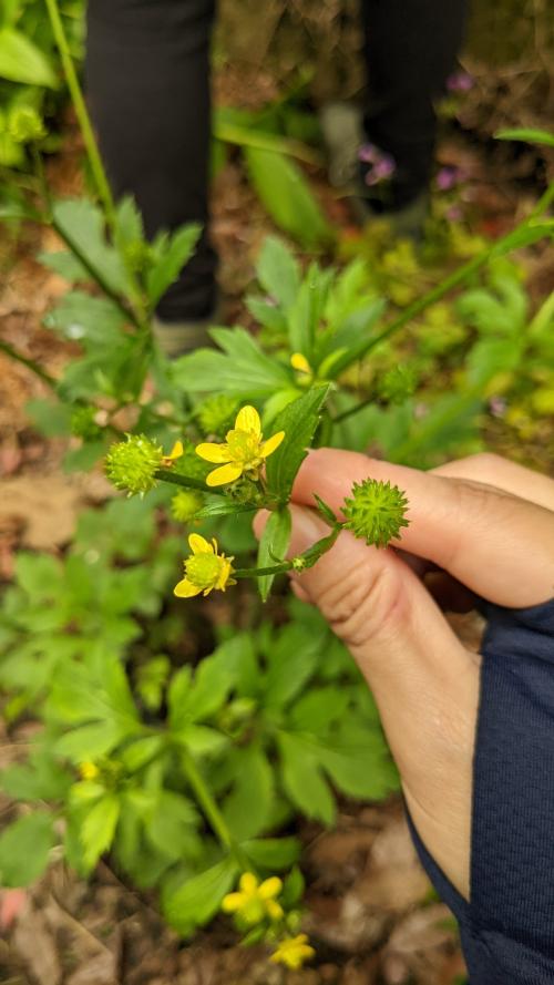 水辣菜
