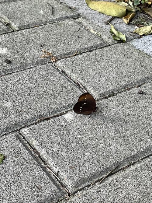 串珠環蝶 串珠環蝶