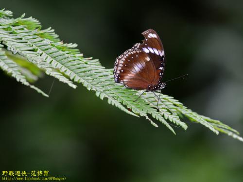 幻紫斑蛺蝶