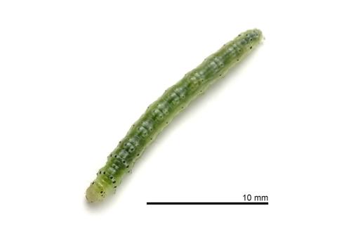 Glyphodes pyloalis Glyphodes pyloalis