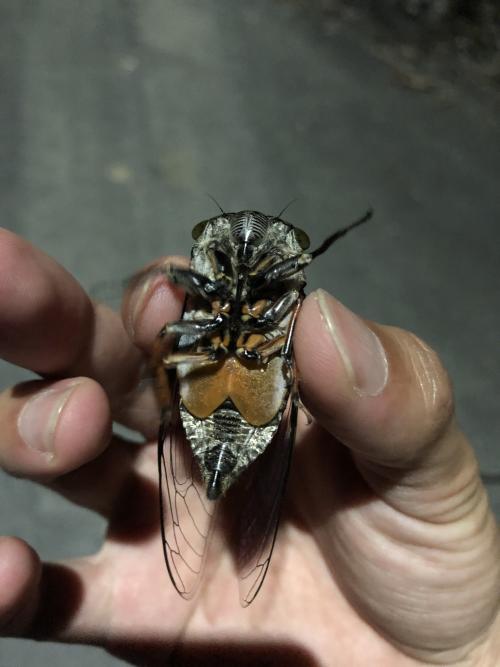 高砂熊蟬