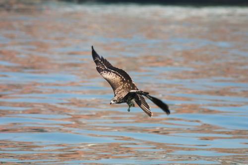 黑鳶 黑鳶