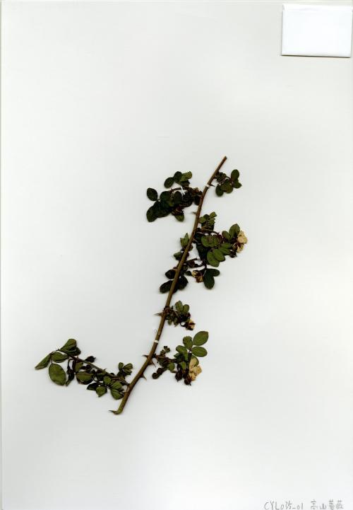 高山薔薇腊葉標本