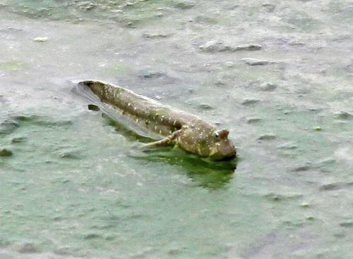 彈塗魚