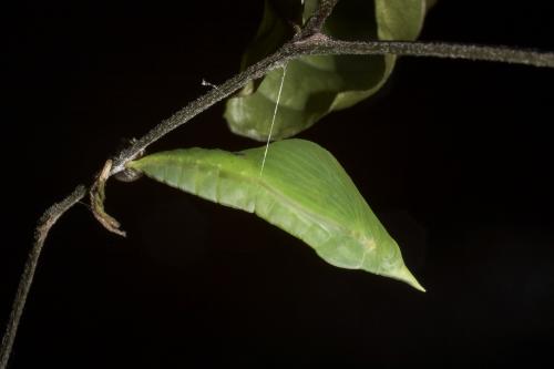 20090929_347339_Eurema andersoni godana_p.jpg