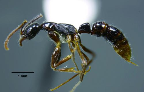 仲尼細顎針蟻