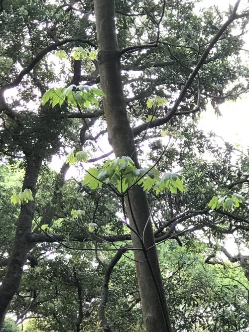 千年桐 千年桐