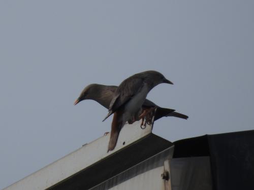 灰頭椋鳥 灰頭椋鳥