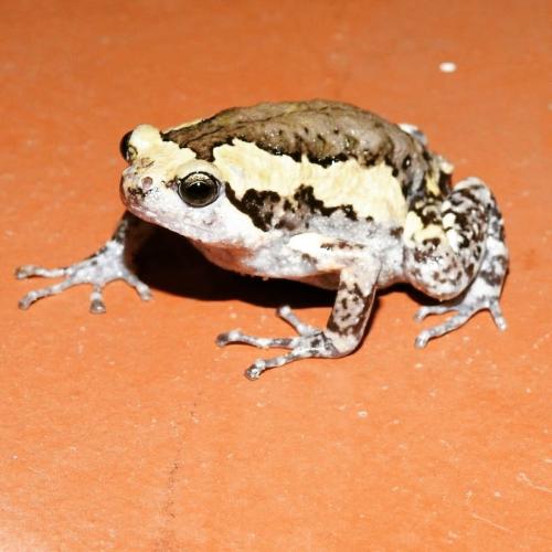 花狹口蛙 花狹口蛙